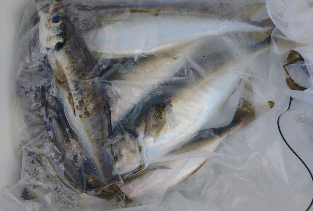 8月13日 釣果情報