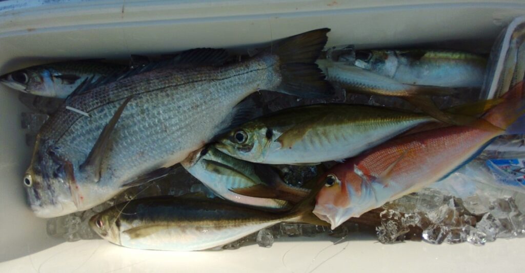 7月31日 釣果情報