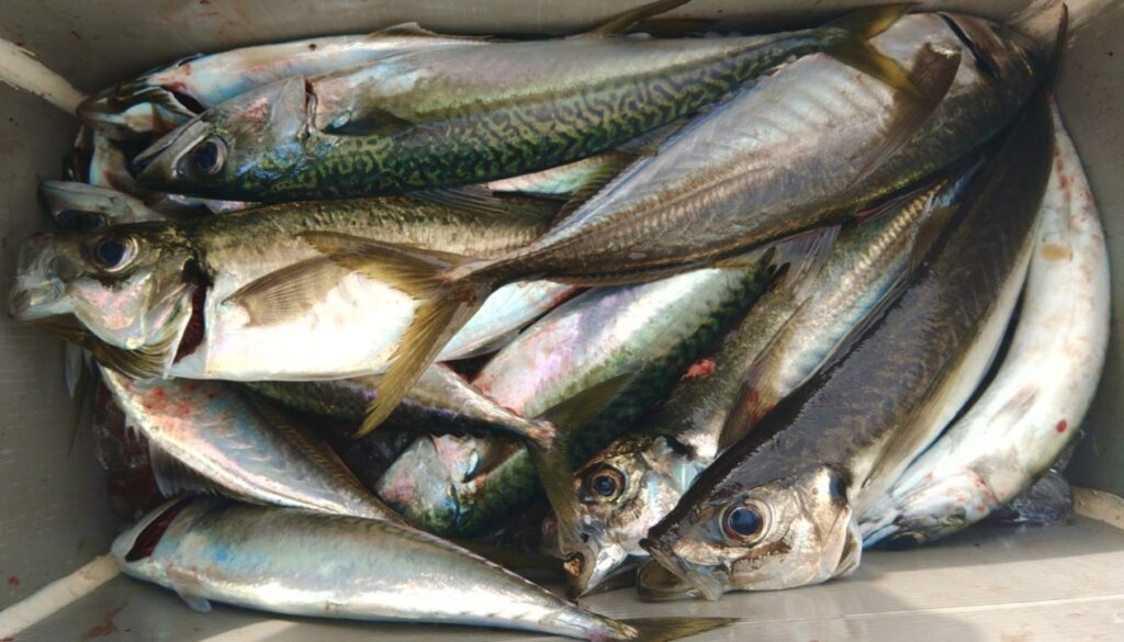 8月9日 釣果情報