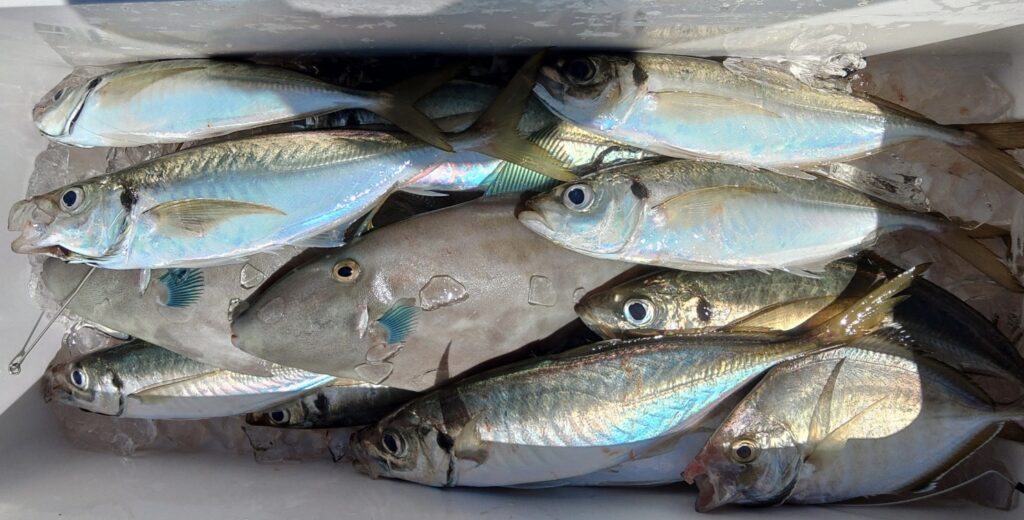 8月16日 釣果情報