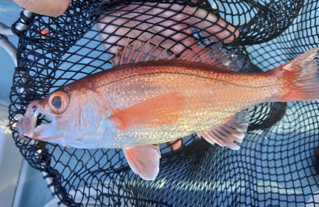 8月23日 釣果情報