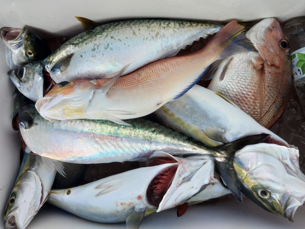 9月7日 釣果情報