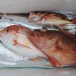 10月26日 釣果情報