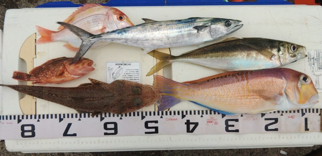 11月25日 釣果情報