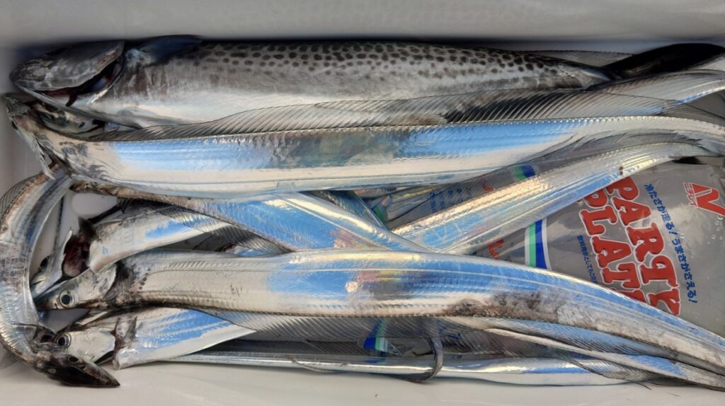 11月15日 釣果情報