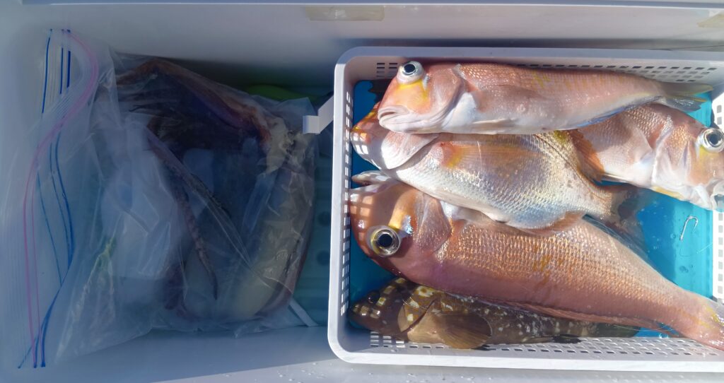 12月29日 釣果情報