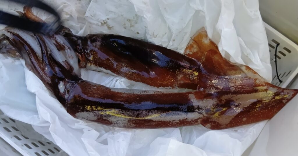 12月28日 釣果情報