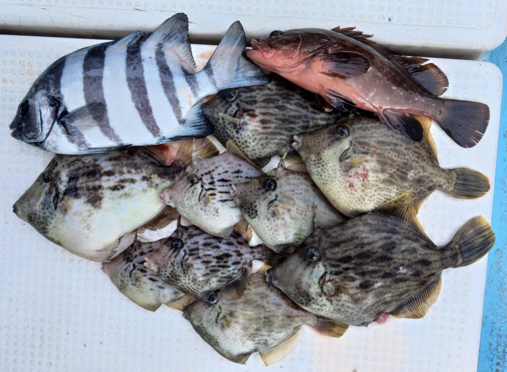 12月16日 釣果情報