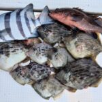 12月16日 釣果情報