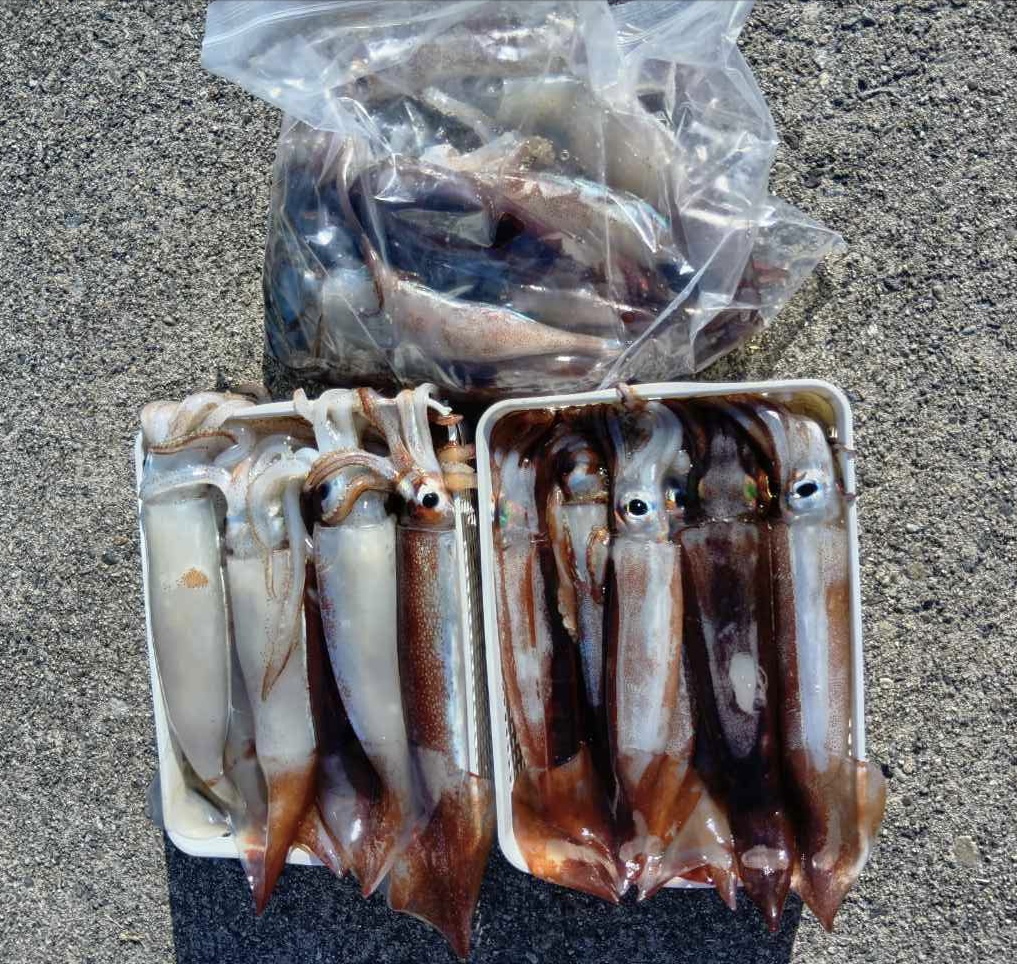 1月9日 釣果情報