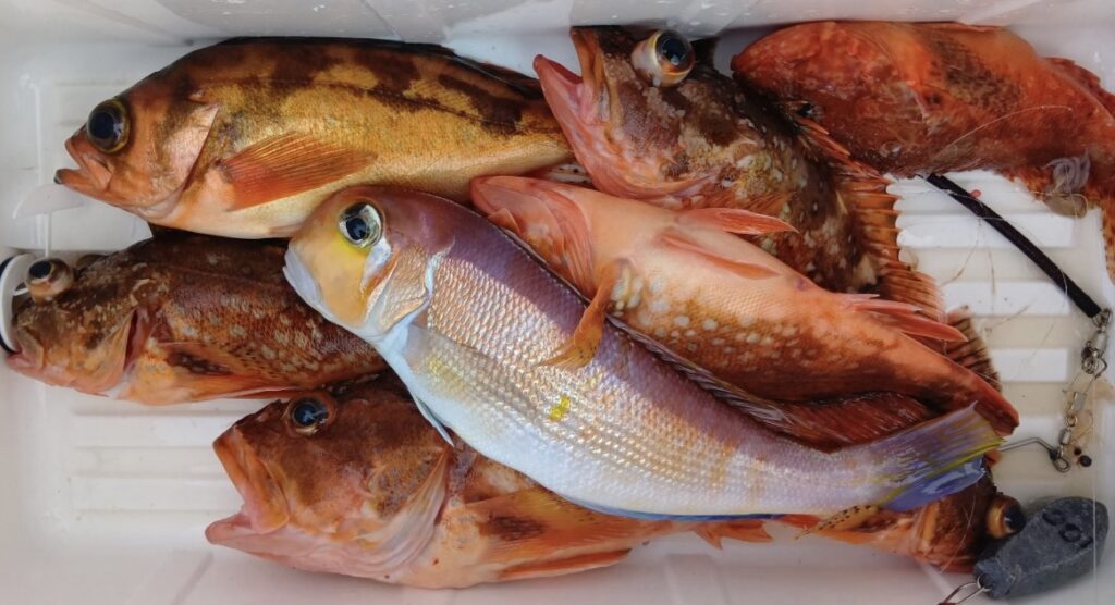 1月17日 釣果情報