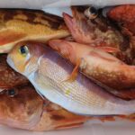 1月17日 釣果情報