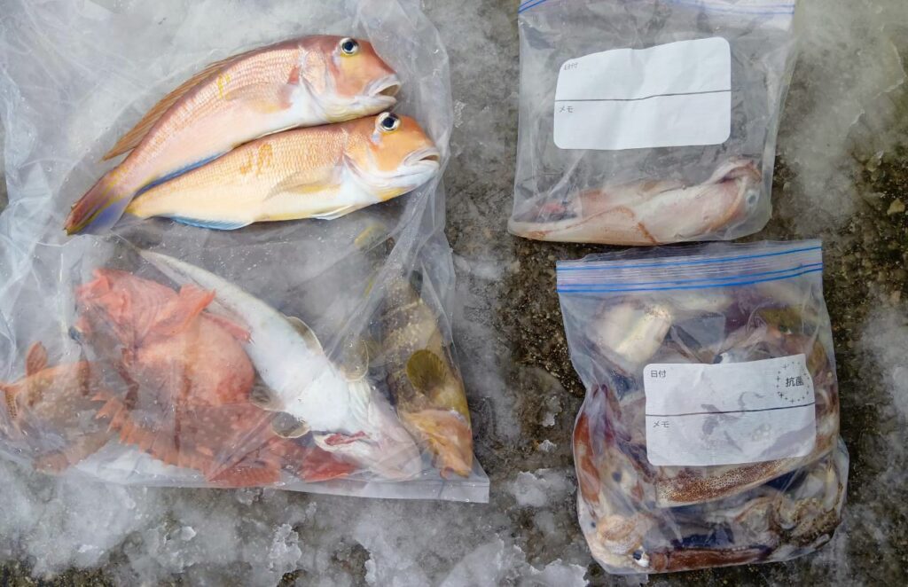 1月3日 釣果情報