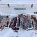 1月30日 釣果情報