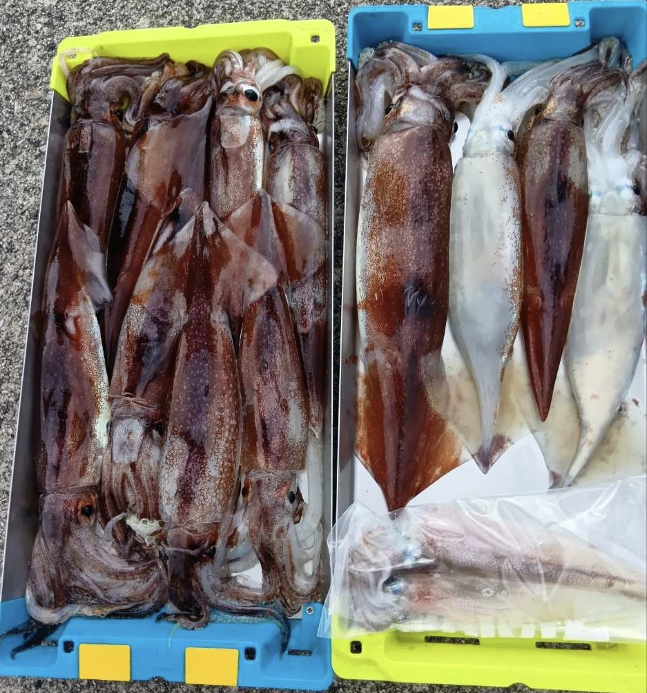 1月16日 釣果情報