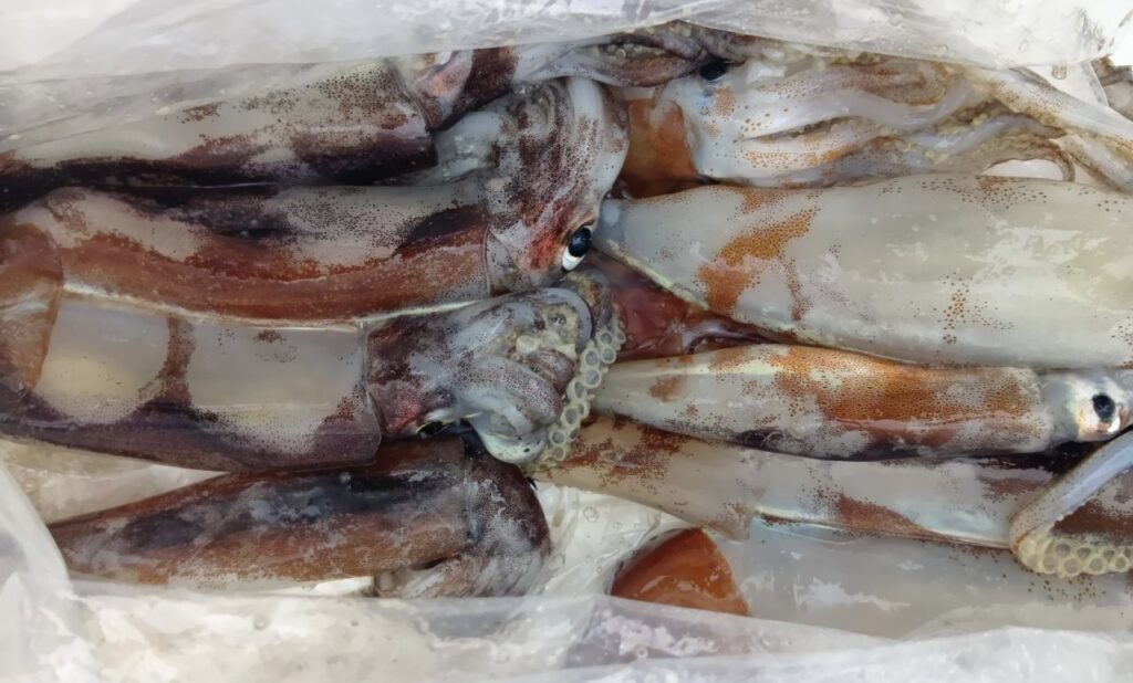 1月26日 釣果情報