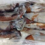 1月26日 釣果情報