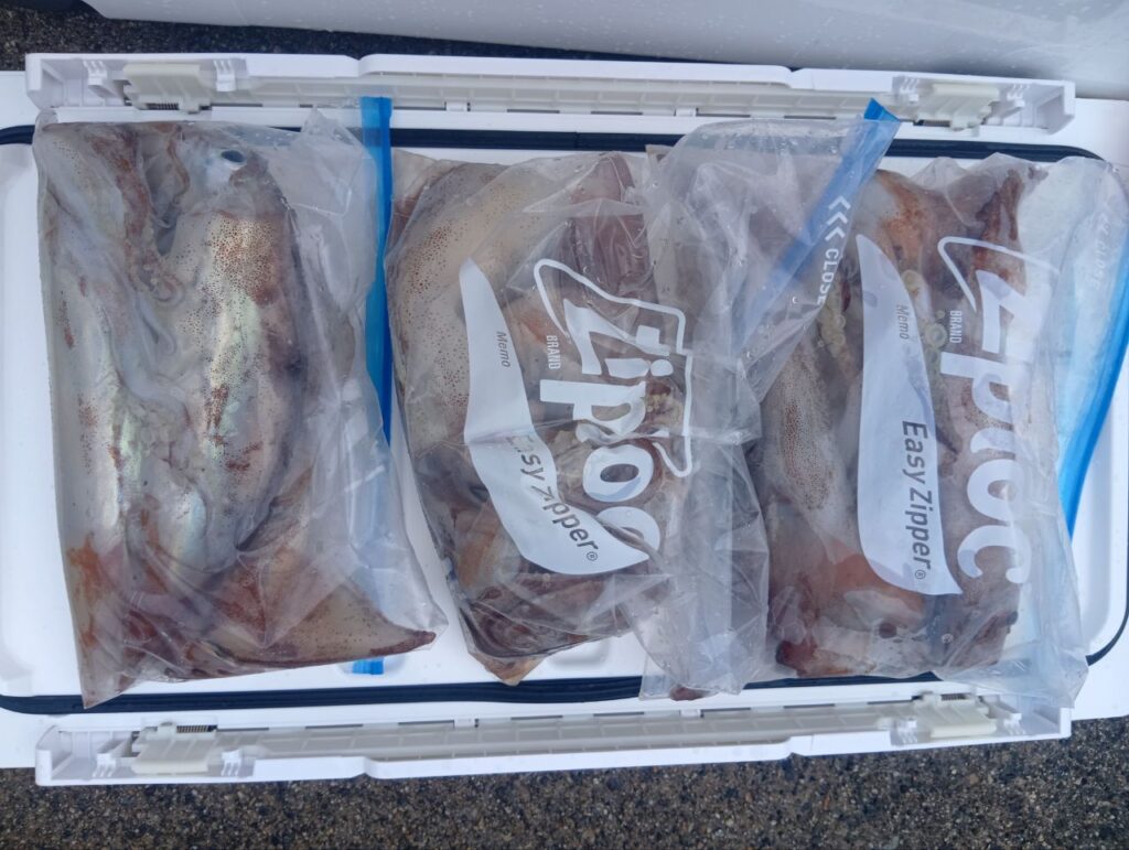 2月11日 釣果情報