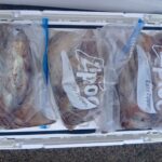 2月11日 釣果情報