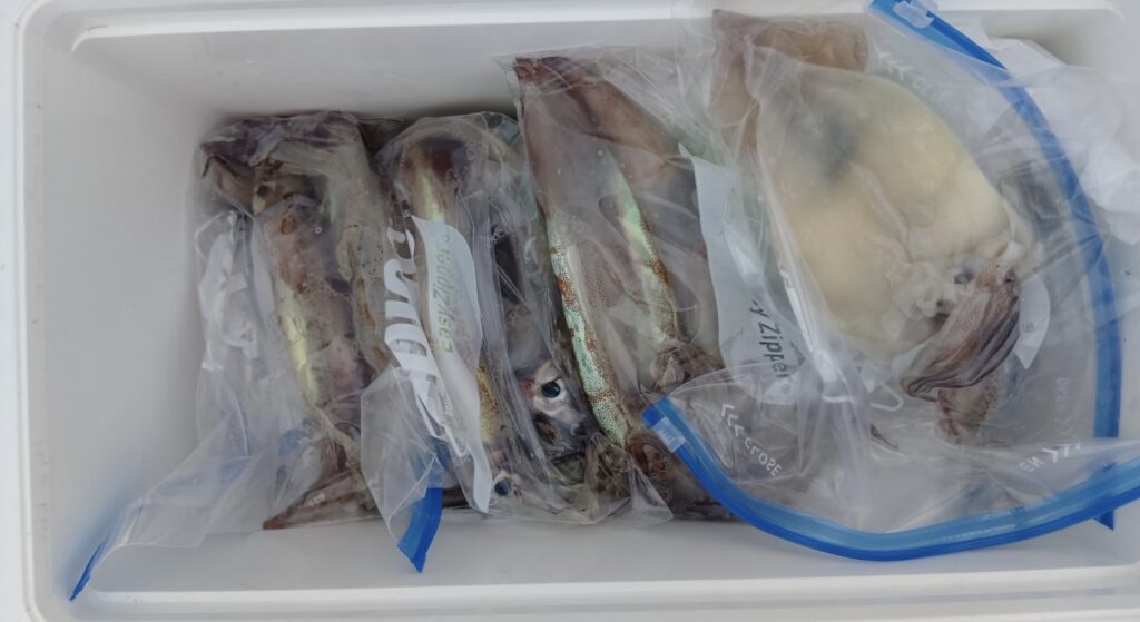 2月26日 釣果情報