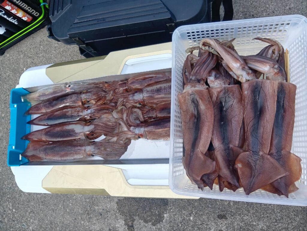 2月13日 釣果情報