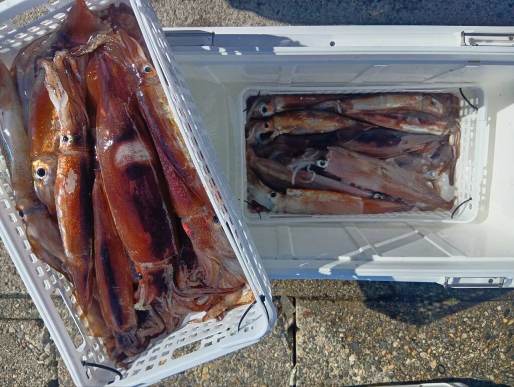 2月22日 釣果情報