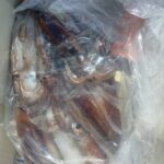 2月3日 釣果情報