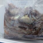 3月8日 釣果情報