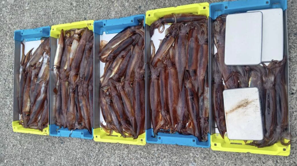 3月26日 釣果情報