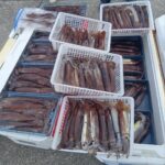 3月6日 釣果情報