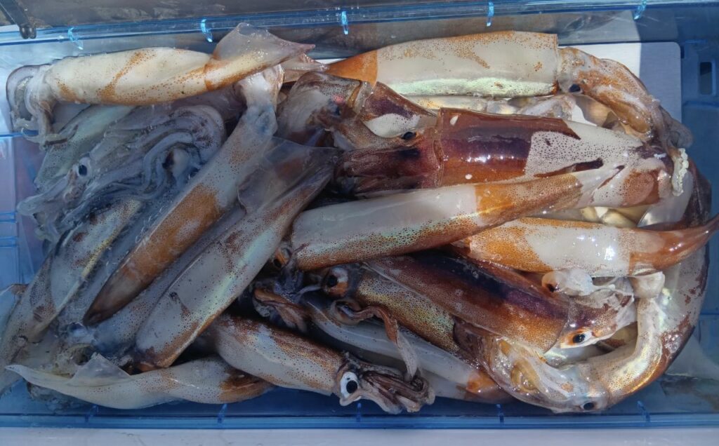 4月12日 釣果情報