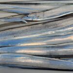 11月29日 釣果情報