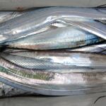 11月13日 釣果情報