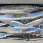 11月15日 釣果情報