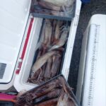 1月29日 釣果情報