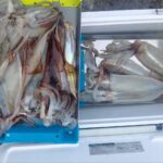 1月31日 釣果情報