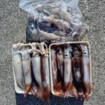 1月9日 釣果情報