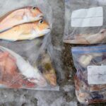 1月3日 釣果情報