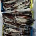 1月23日 釣果情報