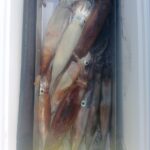 2月12日 釣果情報