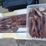 2月13日 釣果情報