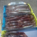 3月1日 釣果情報