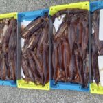 3月26日 釣果情報