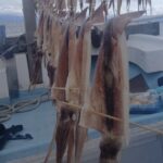 3月15日 釣果情報